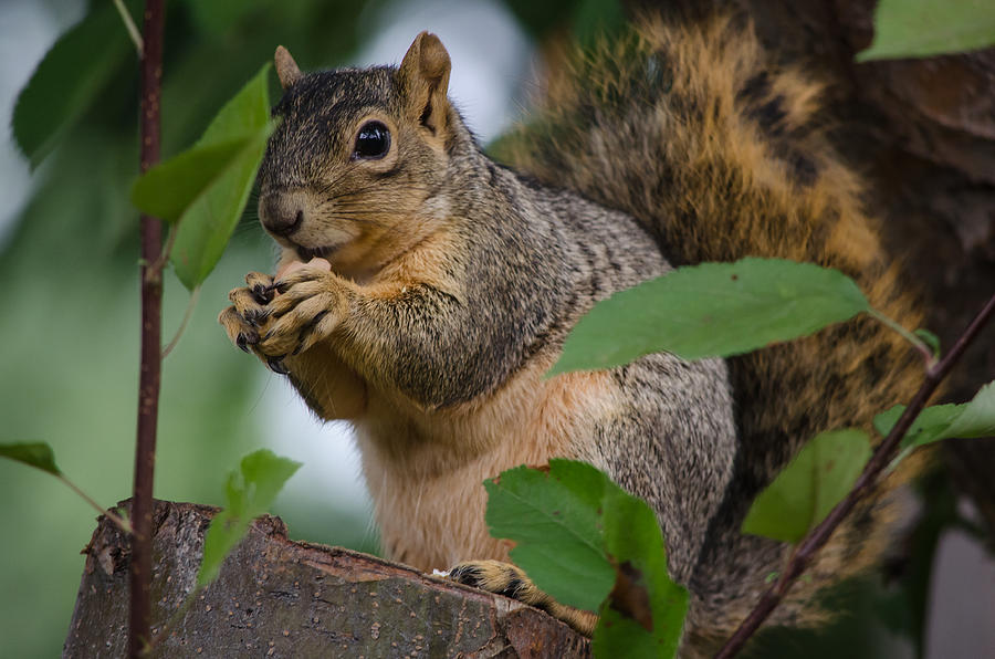 Colorado Fox Squirrel Photograph by Richard Vanderlip - Pixels