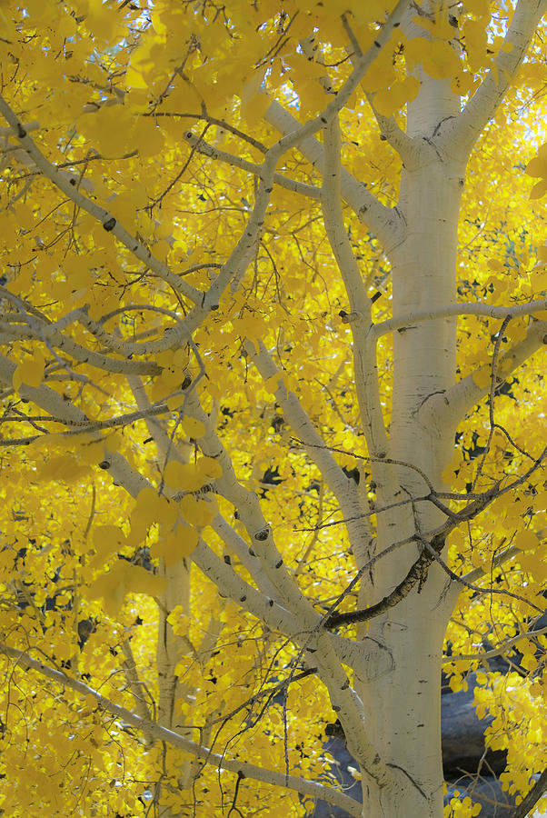 Colorado Gold Photograph by Gary Lengyel