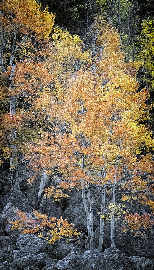 Colorado Gold Photograph by Robert Fawcett