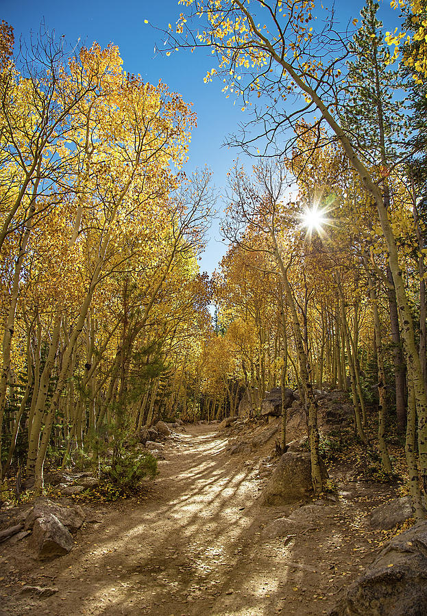Colorado Gold Photograph by Tim Stanley