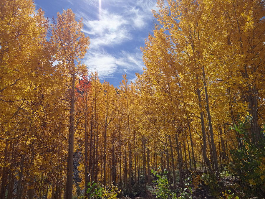 Colorado Gold Photograph by William Moore - Fine Art America