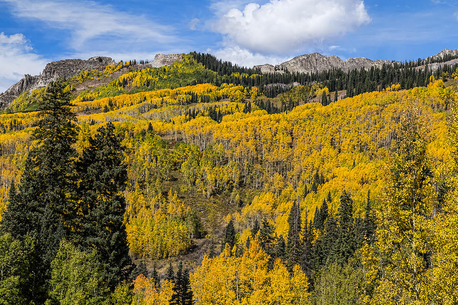 Colorado Golden Autumn Bliss Photograph by James BO Insogna - Fine Art ...