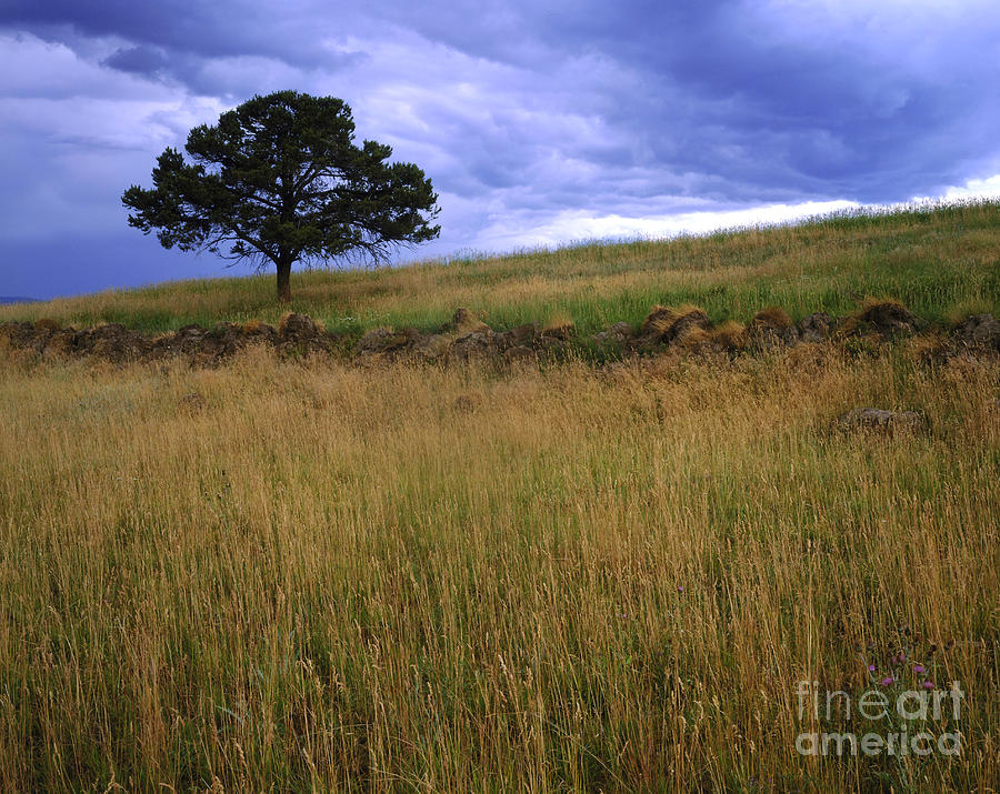 Colorado Grassland Photograph by Willard Clay