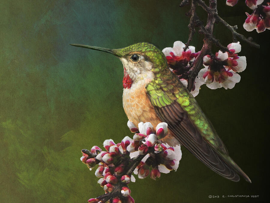 Hummingbird Painting - Colorado Hummingbird Portrait by R christopher Vest