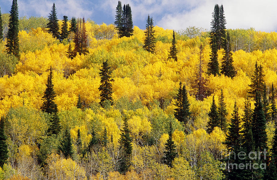 Colorado In Autumn Photograph by James Steinberg