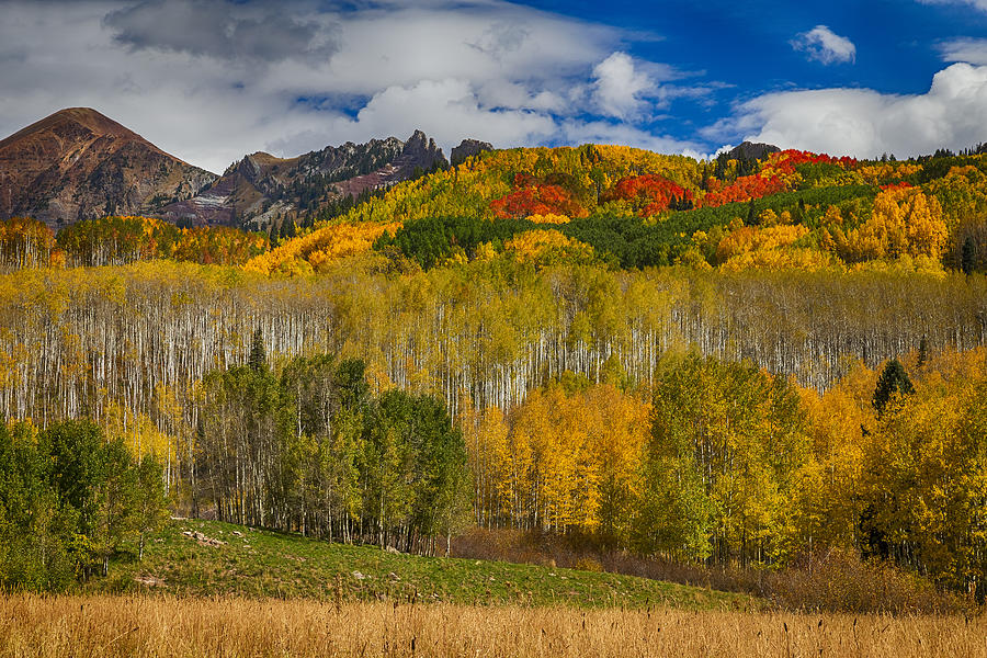 Colorado Kebler Pass Fall Beauty Photograph by James BO Insogna