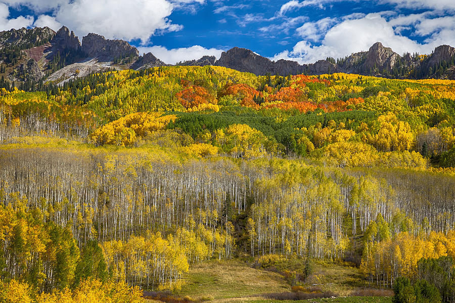 Colorful Colorado Kebler Pass Fall Foliage  Photograph by James BO Insogna