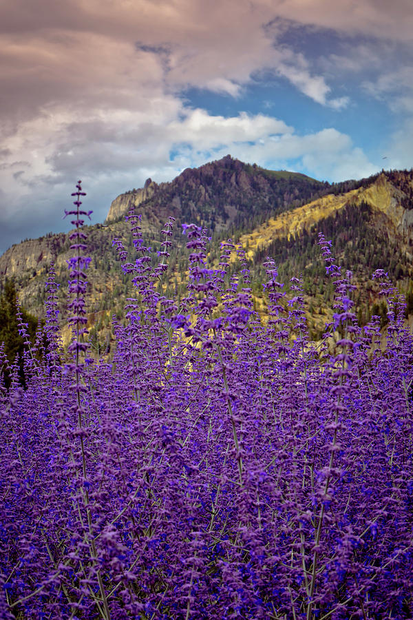 Colorado Lavender Photograph by Linda Unger