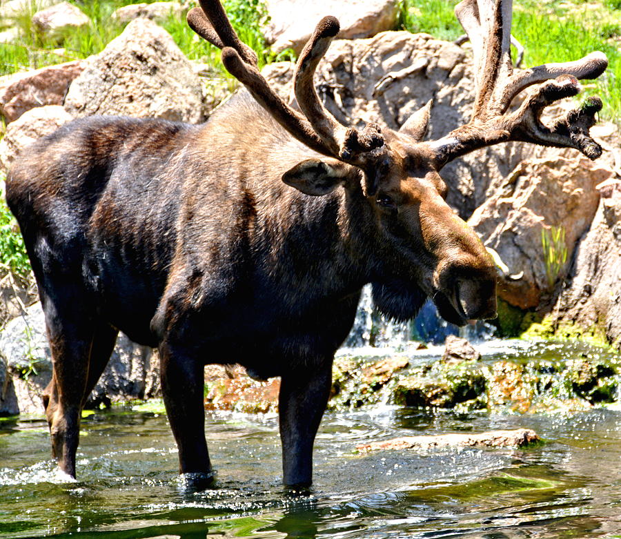 Colorado Moose Photograph by Amy McDaniel