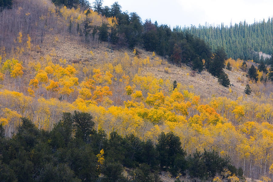 Colorado Mountain Aspen Autumn View Photograph by James BO Insogna