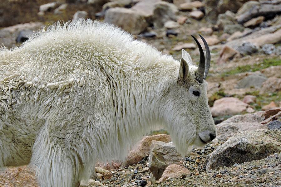 Colorado Mountain Goat Photograph by Connor Beekman