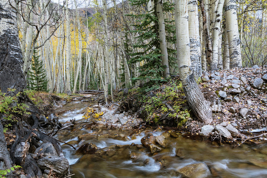 Colorado Mountain Stream Photograph by Catherine Avilez