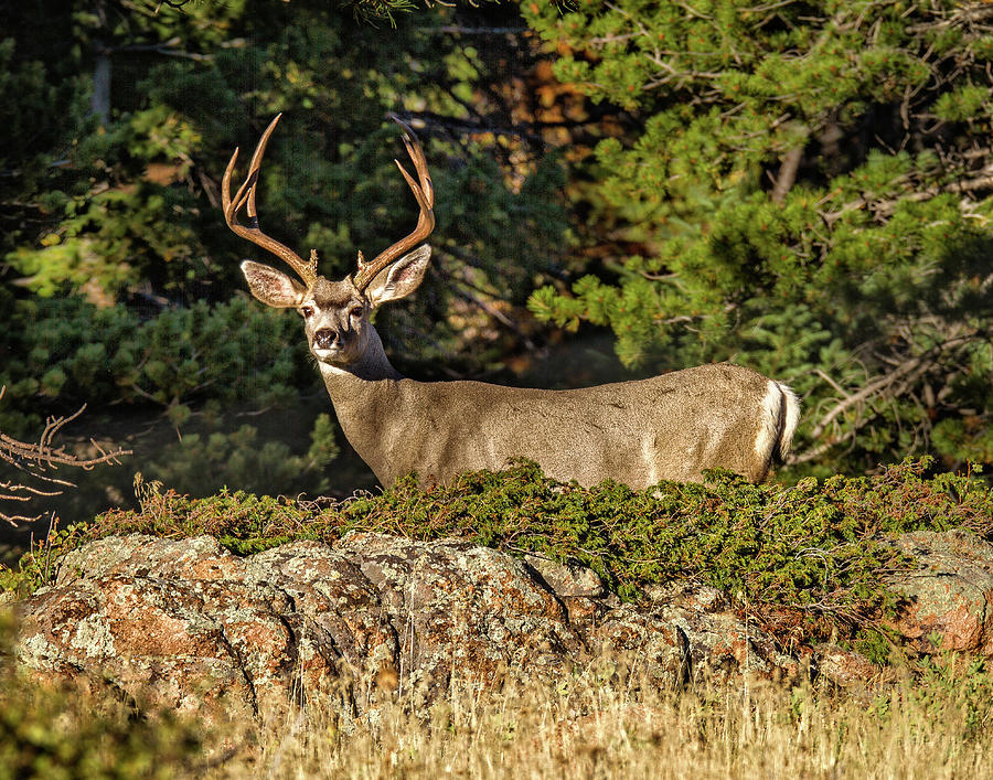 Colorado Mule Deer Buck Photograph by Ronald Lutz
