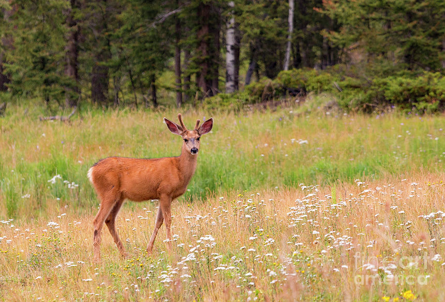 Colorado Mule Deer Photograph by Steven Krull