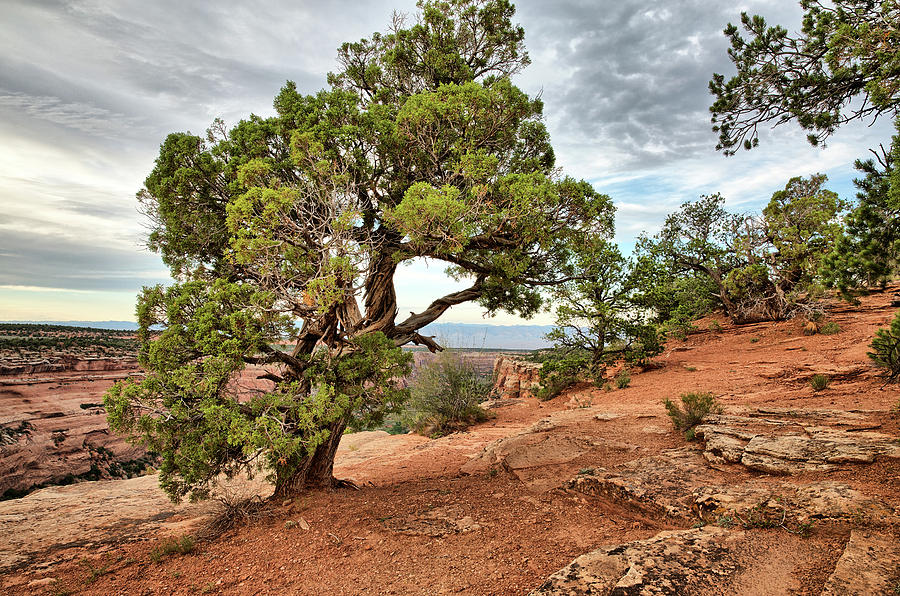 Colorado National Monument Photograph by Kyle Lee