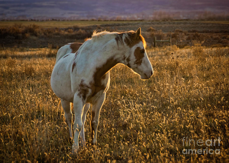 Colorado Paint Horse Photograph by Janice Pariza
