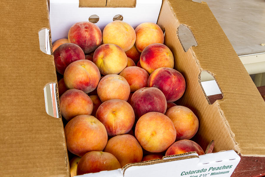 Colorado Peaches Ready for Market Photograph by Teri Virbickis