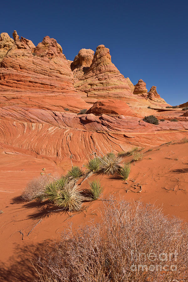 Colorado Plateau Sandstone Photograph by Yva Momatiuk John Eastcott