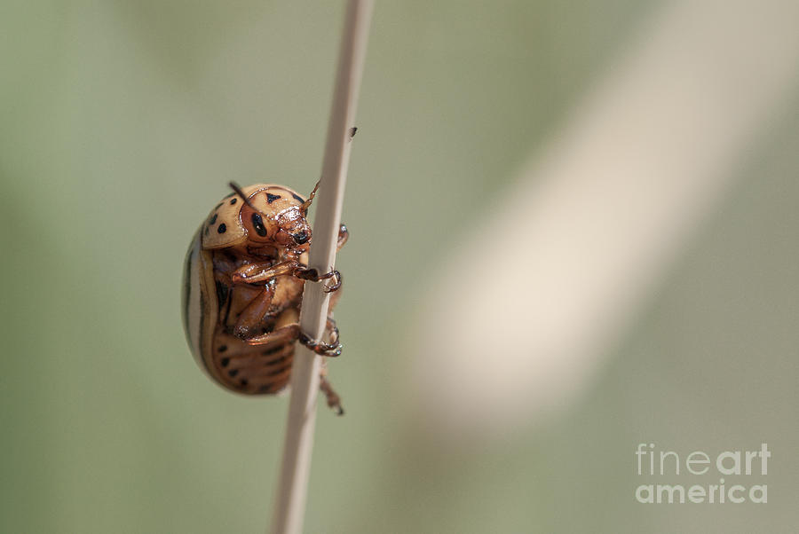 Colorado Potato Beetle Photograph