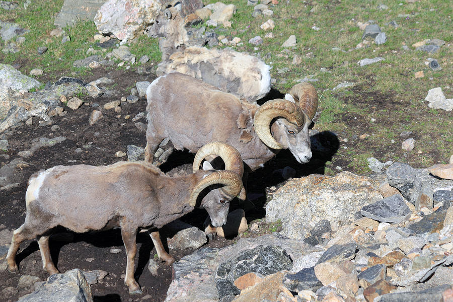 Colorado Rams Photograph by Shane Bechler