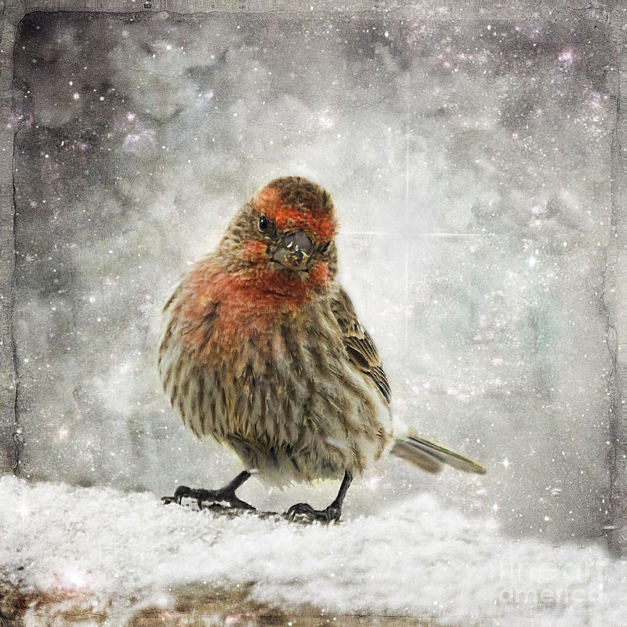 Colorado Red Finch In Snowstorm Photograph by Janice Pariza