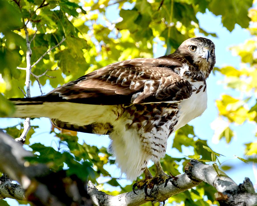 Colorado Red Tailed Hawk  Photograph by Amy McDaniel