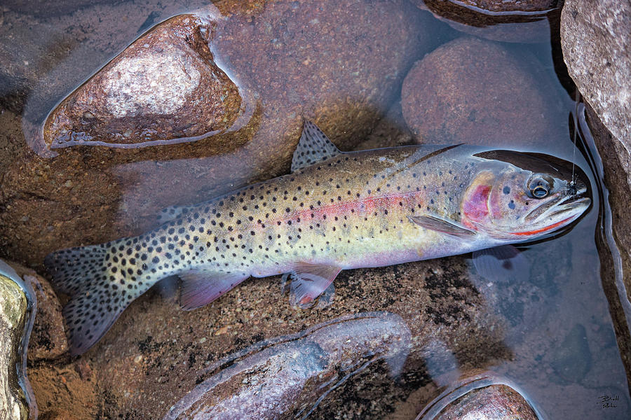 Colorado River Cutthroat Trout Photograph by Brett Pelletier
