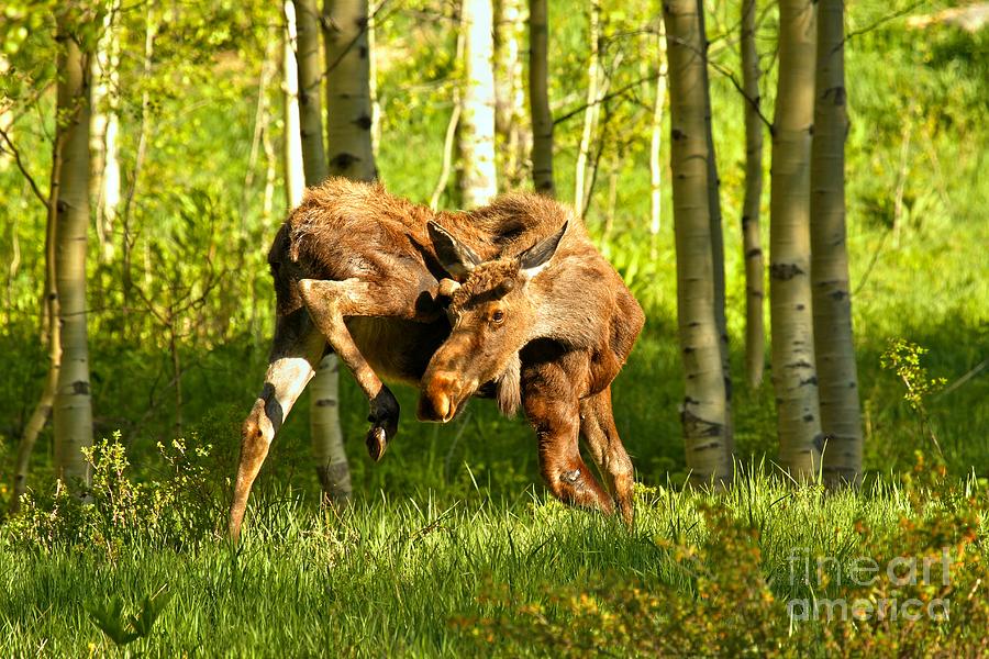 Colorado Rockies Moose Photograph by Adam Jewell