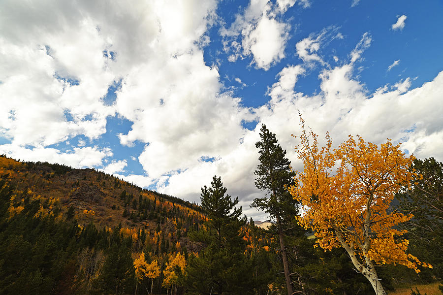 Tree Photograph - Colorado Rockies National Park Fall Foliage Aspen by Toby McGuire