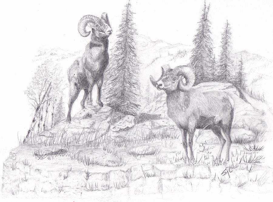 Colorado Rocky Mountain Sheep Drawing By Syl Lobato