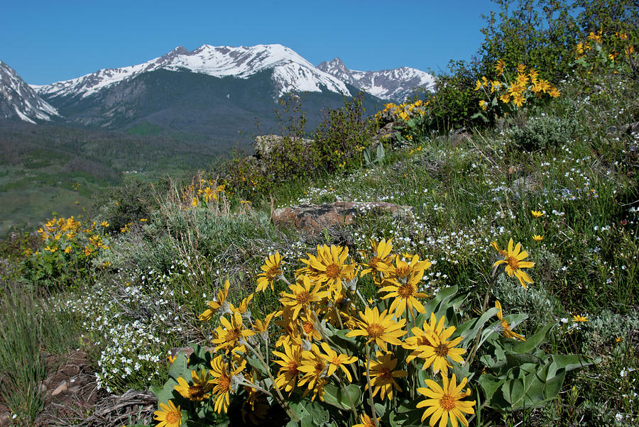Colorado Rocky Mountain Spring Wildflower Landscape Photograph by Cascade Colors