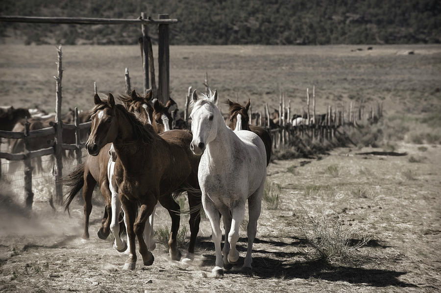 Horse Photograph - Colorado Run by Pamela Steege