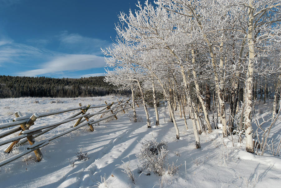 Colorado Snow Covered Aspen Landscape Photograph
