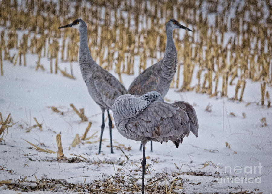Colorado Snow Cranes Photograph by Janice Pariza