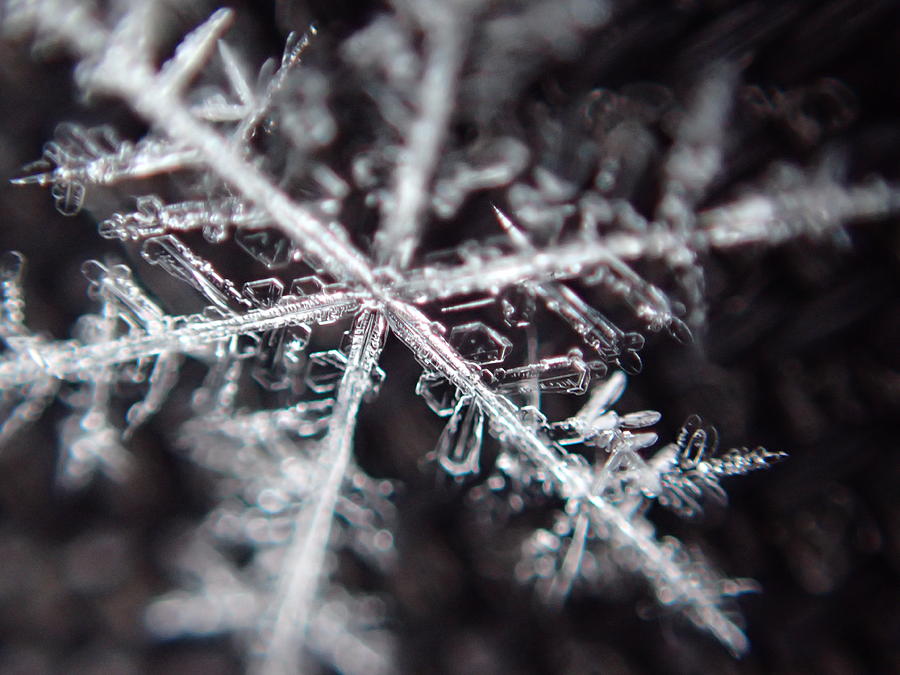 Colorado Snowflake Photograph by Lora Louise