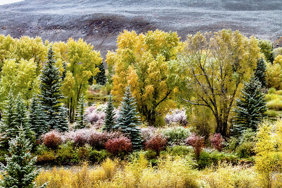 Colorado Snowy Fall Morning Photograph by Teri Virbickis