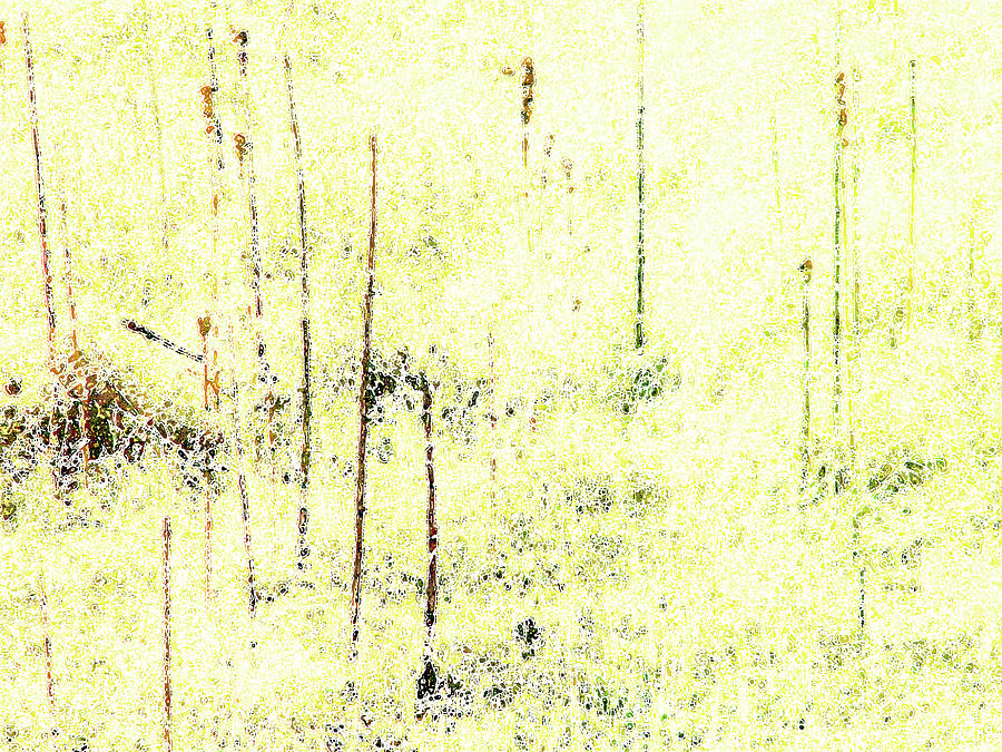Abstract Photograph - Colorado Spring Grasses by Lenore Senior