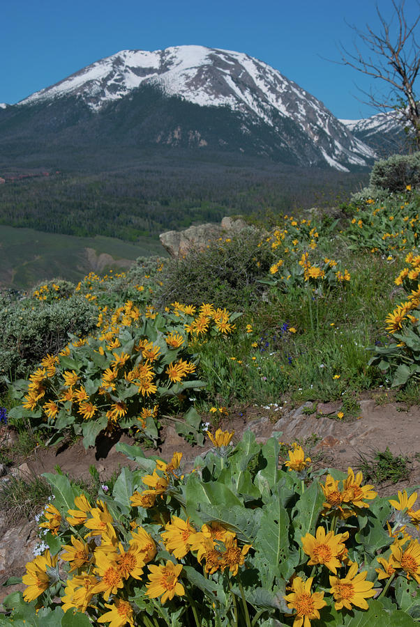 Colorado Spring Wildflower and Mountain Portrait Photograph by Cascade Colors