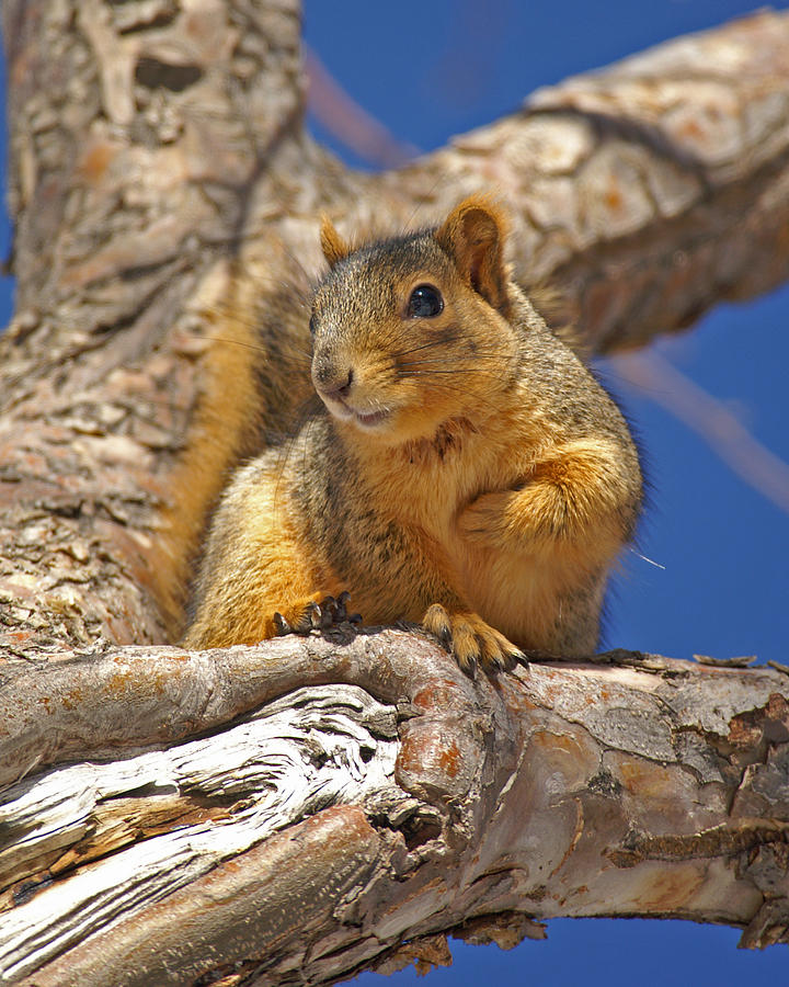 Colorado Squirrel Exit Right Photograph by Jack Norton Fine Art America