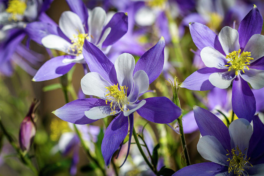 Colorado State Flower Blue Columbines Photograph by Teri Virbickis