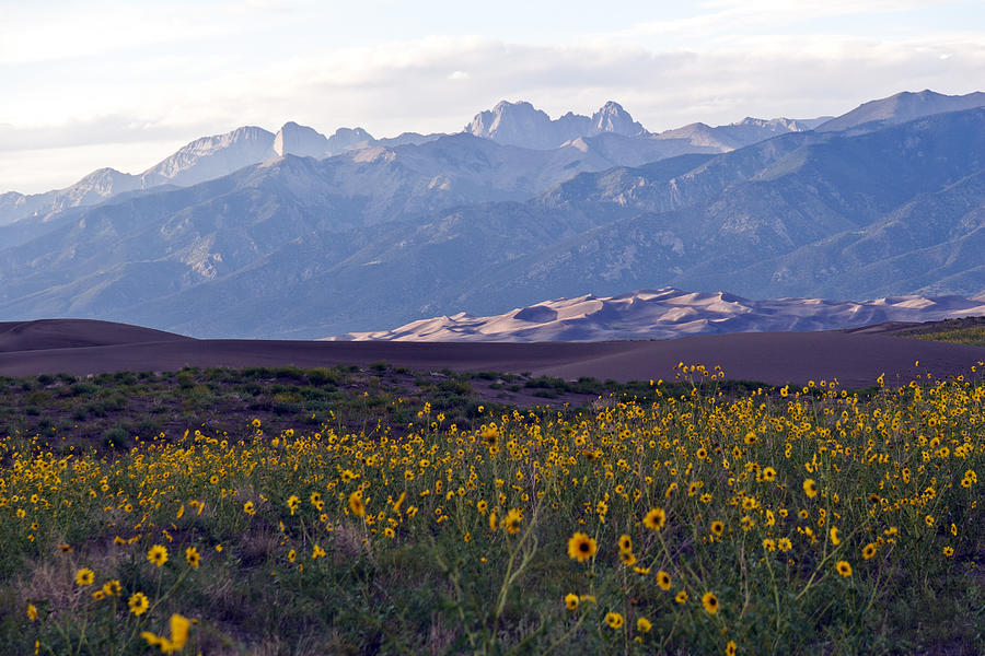 Colorado Style Landscape Sunflowers on the Sangre de Cristos Photograph ...