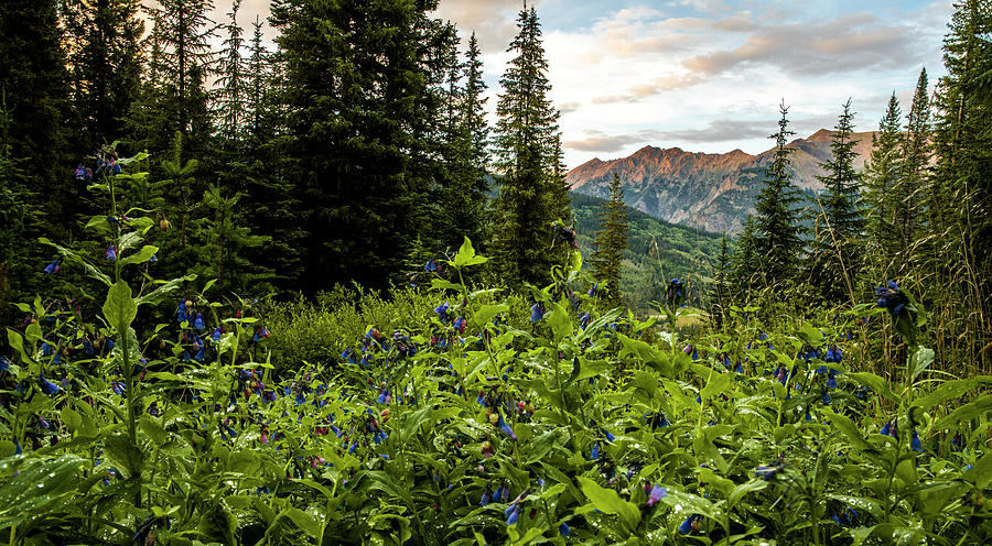 Cloud Photograph - Colorado Summer Flowers by Bryan Toro Cloud Photograph - Colorado Summer Flowers by Bryan Toro