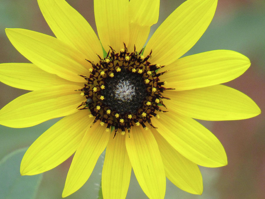 Colorado Sunflower 01 Photograph by Pamela Critchlow