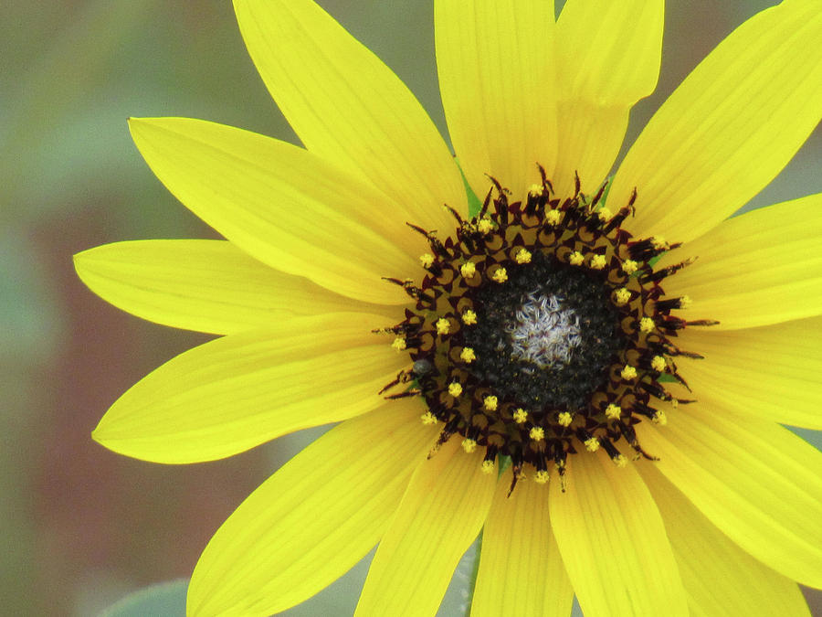 Colorado Sunflower 02 Photograph by Pamela Critchlow