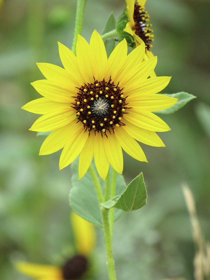 Colorado Sunflower 03 Photograph by Pamela Critchlow