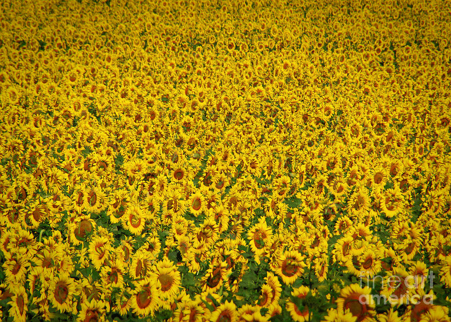 Nature Photograph - Colorado Sunflower Field by Janice Pariza