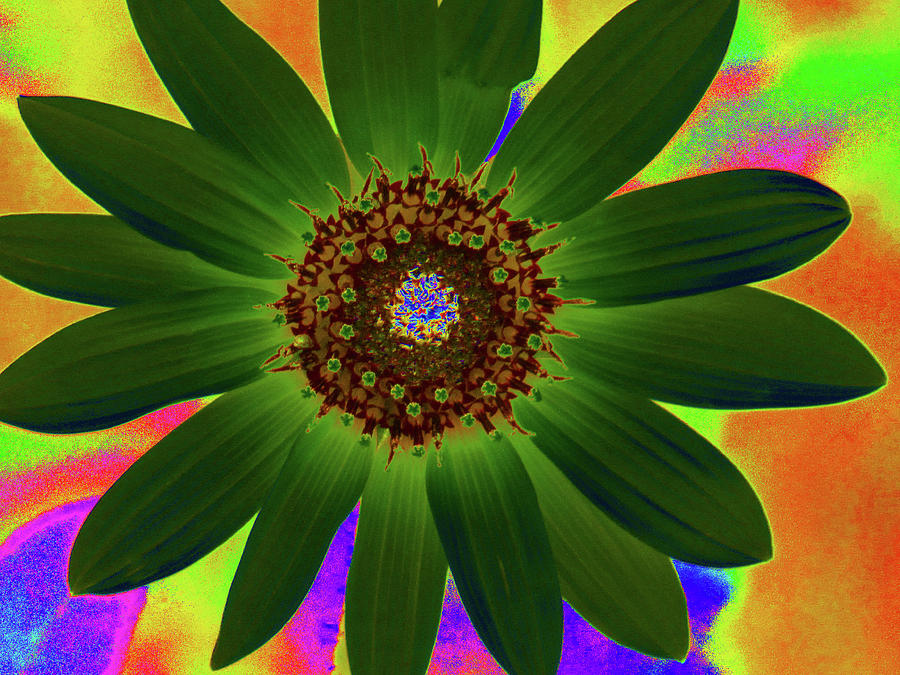 Colorado Sunflower - PhotoPower 3482 Photograph by Pamela Critchlow