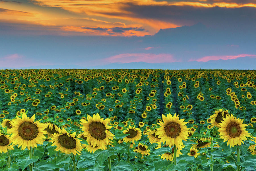 Colorado Sunflowers and Sunset Photograph by John De Bord