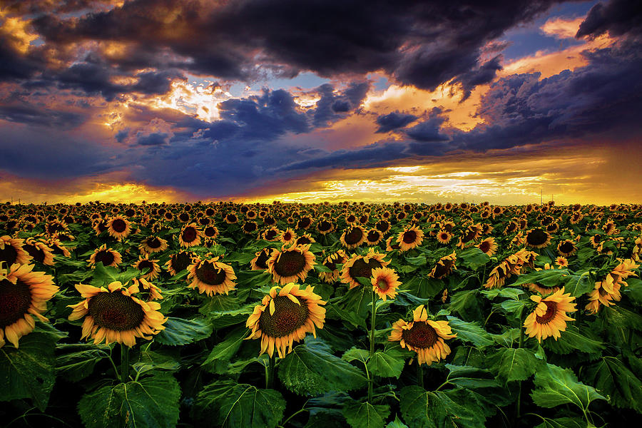 Colorado Sunflowers At Sunset Photograph by John De Bord