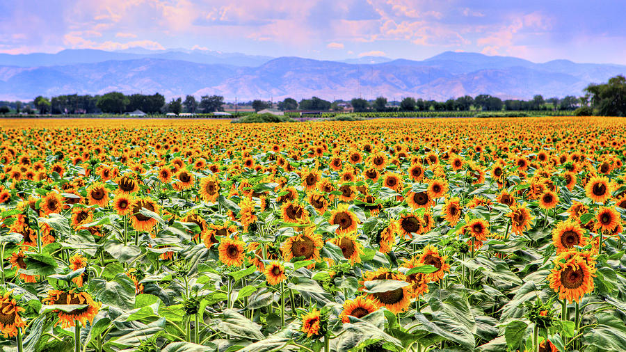 Nature Photograph - Colorado Sunflowers by James O Thompson
